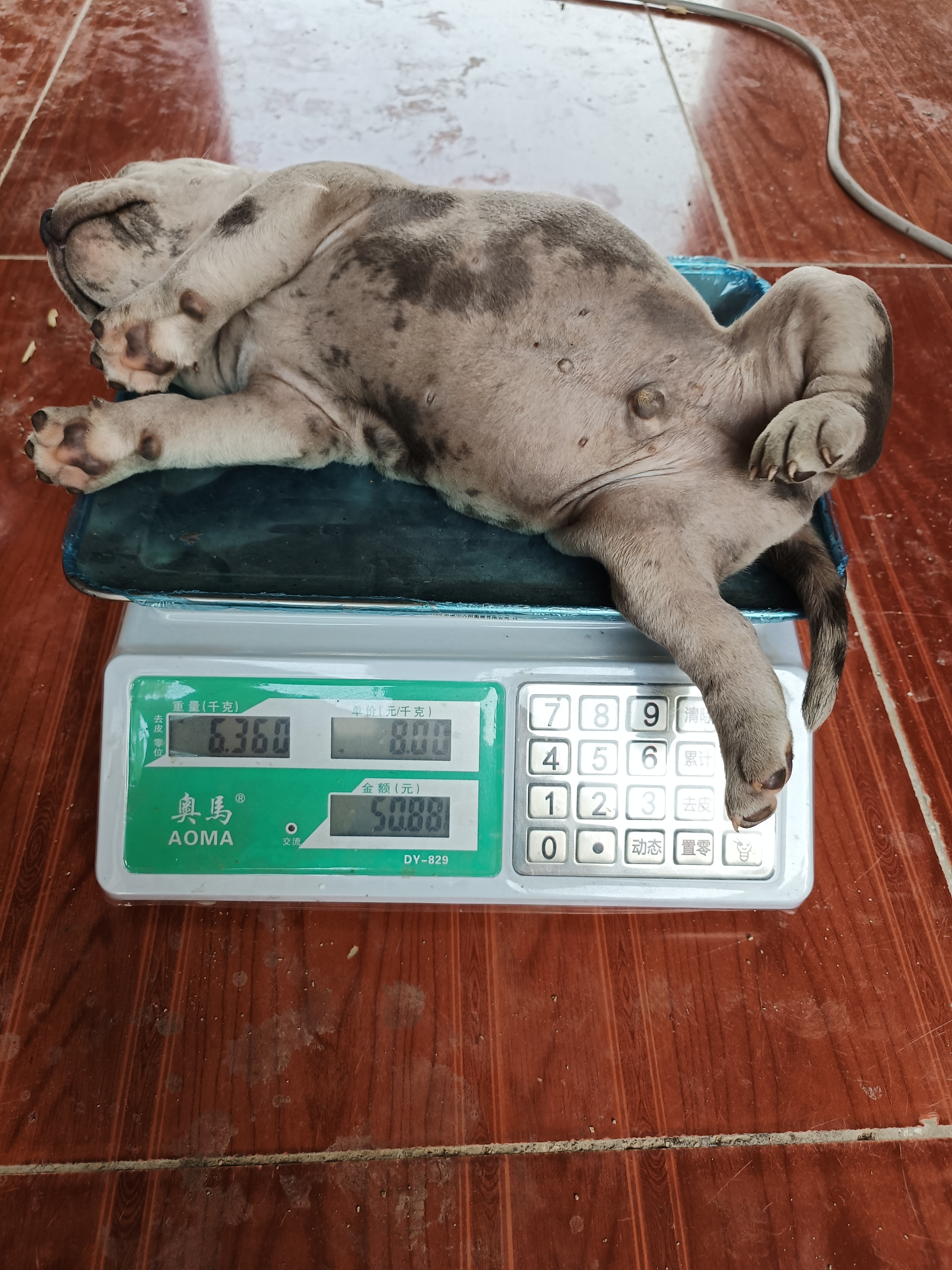 恶霸犬  大体陨石色